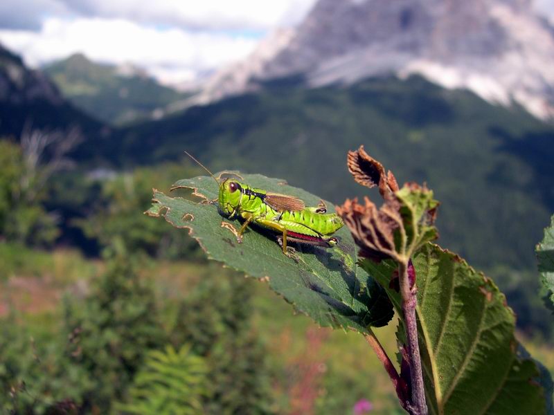 Miramella alpina